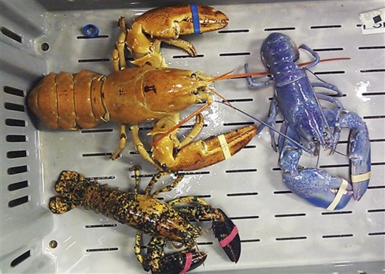 Scientists are seeing a boom in the number of blue, orange, yellow and calico-colored lobsters in the past two years, leading them to ask why they're getting more reports of rare-colored lobsters showing up in fishermen's traps. 